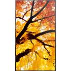 Sharp MultiSync M862 86 inch Large Format Display product image